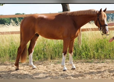 Oldenburg, Castrone, 5 Anni, 168 cm, Sauro