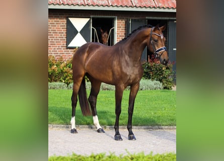 Oldenburg, Castrone, 5 Anni, 170 cm, Morello