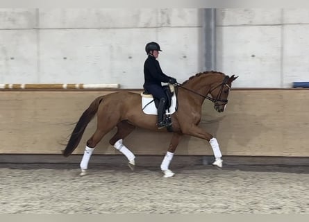 Oldenburg, Castrone, 5 Anni, 170 cm, Sauro