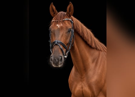 Oldenburg, Castrone, 5 Anni, 170 cm, Sauro scuro