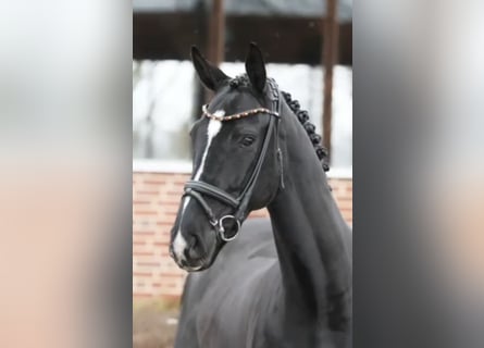 Oldenburg, Castrone, 5 Anni, 171 cm, Morello