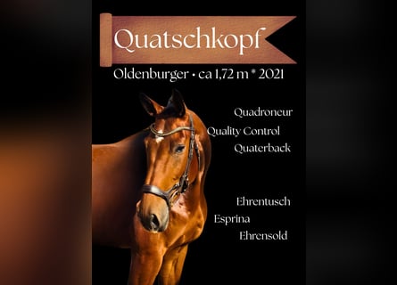 Oldenburg, Castrone, 5 Anni, 172 cm, Baio