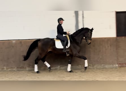 Oldenburg, Castrone, 5 Anni, 172 cm, Baio