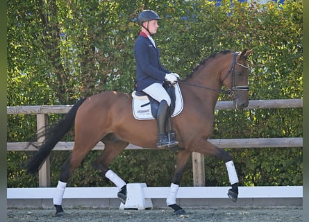 Oldenburg, Castrone, 5 Anni, 172 cm, Baio