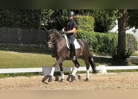 Oldenburg, Castrone, 5 Anni, 172 cm, Baio scuro