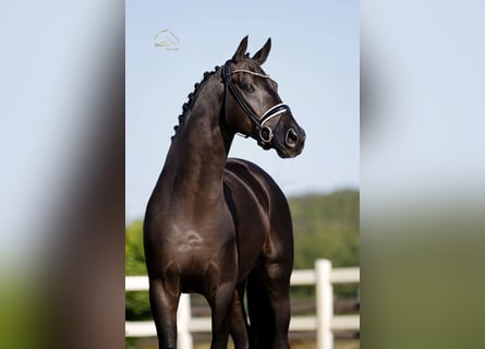 Oldenburg, Castrone, 5 Anni, 173 cm, Morello