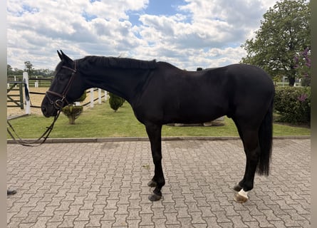 Oldenburg, Castrone, 5 Anni, 175 cm, Morello