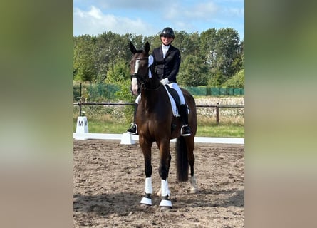 Oldenburg, Castrone, 5 Anni, 177 cm, Baio