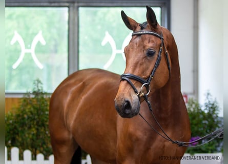 Oldenburg, Castrone, 5 Anni, 178 cm, Baio