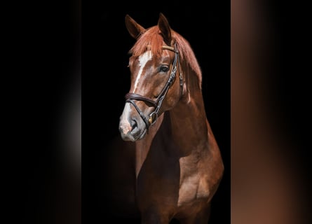 Oldenburg, Castrone, 5 Anni, 178 cm, Sauro