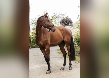 Oldenburg, Castrone, 5 Anni, 181 cm, Baio