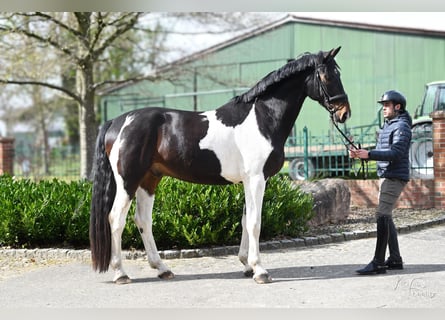 Oldenburg, Castrone, 5 Anni, 181 cm, Pezzato