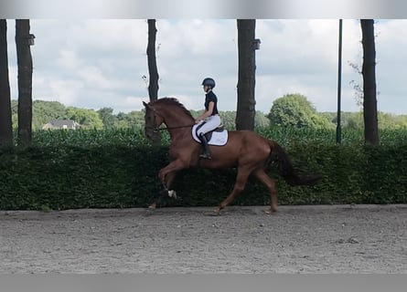 Oldenburg, Castrone, 5 Anni, 185 cm, Sauro