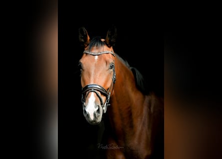 Oldenburg, Castrone, 5 Anni, 186 cm, Baio