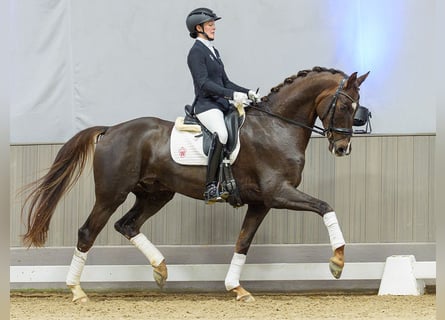 Oldenburg, Castrone, 5 Anni, Sauro scuro