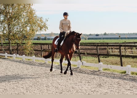 Oldenburg, Castrone, 6 Anni, 163 cm, Baio