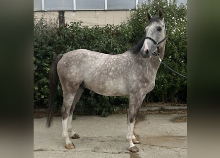 Oldenburg, Castrone, 6 Anni, 167 cm, Grigio pezzato