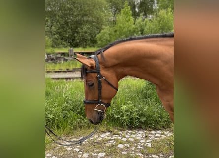 Oldenburg, Castrone, 6 Anni, 168 cm, Baio