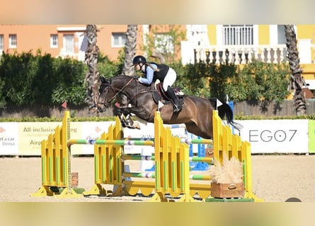 Oldenburg, Castrone, 6 Anni, 168 cm, Baio nero