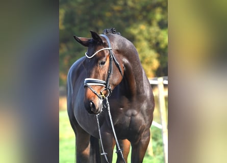 Oldenburg, Castrone, 6 Anni, 169 cm, Baio scuro