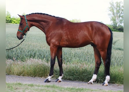 Oldenburg, Castrone, 6 Anni, 170 cm, Baio