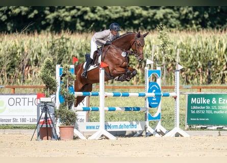 Oldenburg, Castrone, 6 Anni, 170 cm, Baio