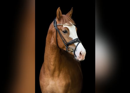 Oldenburg, Castrone, 6 Anni, 170 cm, Sauro