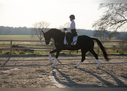 Oldenburg, Castrone, 6 Anni, 171 cm, Morello