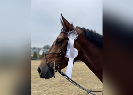Oldenburg, Castrone, 6 Anni, 172 cm, Baio