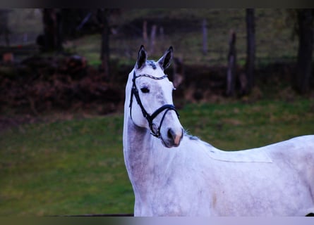 Oldenburg, Castrone, 6 Anni, 172 cm, Grigio