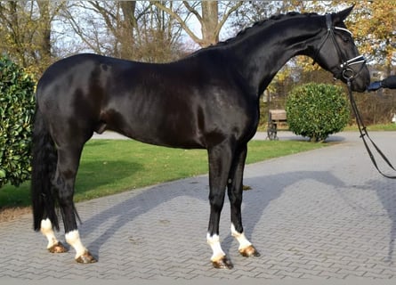 Oldenburg, Castrone, 6 Anni, 173 cm, Morello