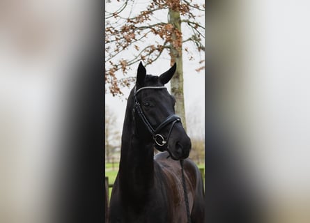 Oldenburg, Castrone, 6 Anni, 174 cm, Morello