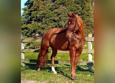 Oldenburg, Castrone, 6 Anni, 174 cm, Sauro