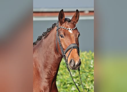 Oldenburg, Castrone, 6 Anni, 175 cm