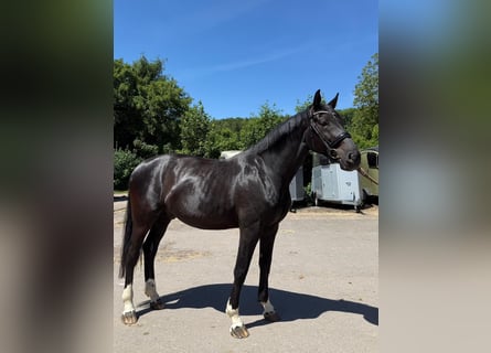 Oldenburg, Castrone, 6 Anni, 175 cm, Morello