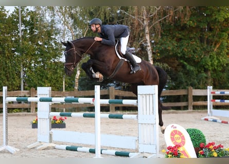 Oldenburg, Castrone, 6 Anni, Morello