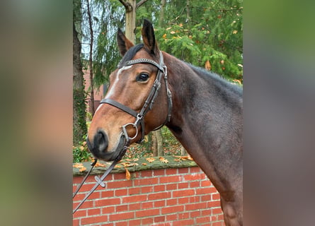 Oldenburg, Castrone, 7 Anni, 164 cm, Baio scuro