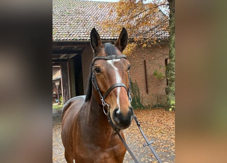 Oldenburg, Castrone, 7 Anni, 164 cm, Baio scuro