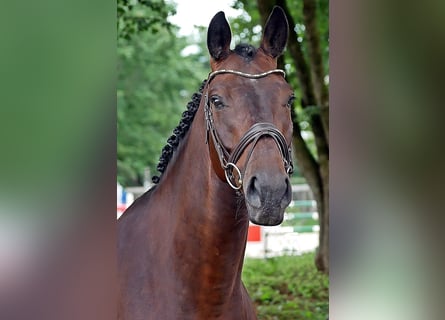 Oldenburg, Castrone, 7 Anni, 165 cm, Baio scuro