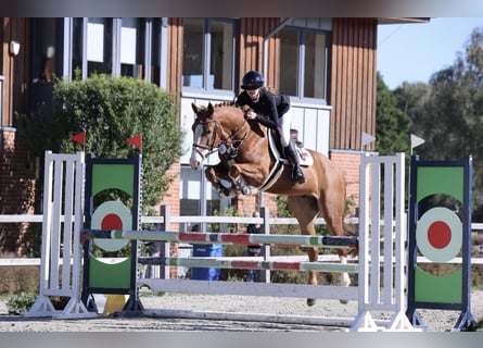 Oldenburg, Castrone, 7 Anni, 167 cm, Sauro