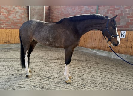 Oldenburg, Castrone, 7 Anni, 168 cm, Baio scuro
