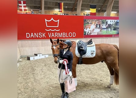 Oldenburg, Castrone, 7 Anni, 168 cm, Red dun