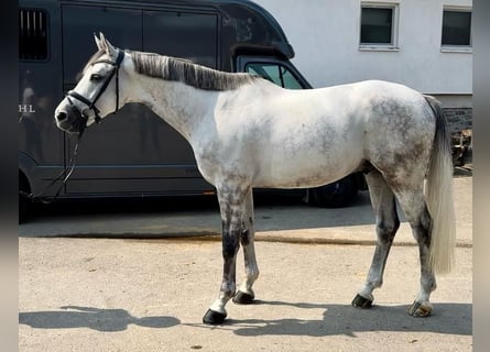 Oldenburg, Castrone, 7 Anni, 170 cm, Grigio