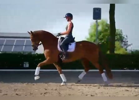 Oldenburg, Castrone, 7 Anni, 171 cm, Sauro