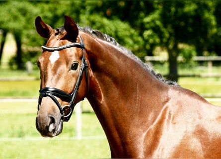 Oldenburg, Castrone, 7 Anni, 171 cm, Sauro scuro