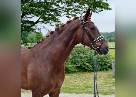 Oldenburg, Castrone, 7 Anni, 171 cm, Sauro scuro