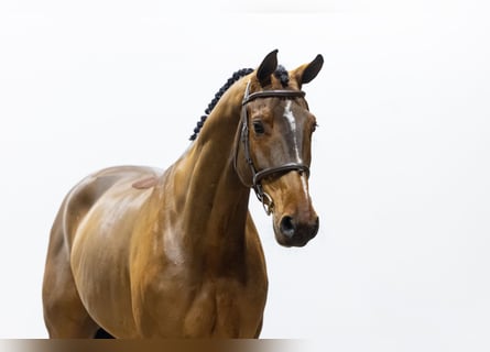 Oldenburg, Castrone, 7 Anni, 174 cm, Baio