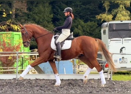 Oldenburg, Castrone, 7 Anni, 174 cm, Sauro