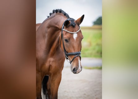 Oldenburg, Castrone, 8 Anni, 170 cm, Baio