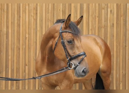 Oldenburg, Castrone, 8 Anni, 170 cm, Baio